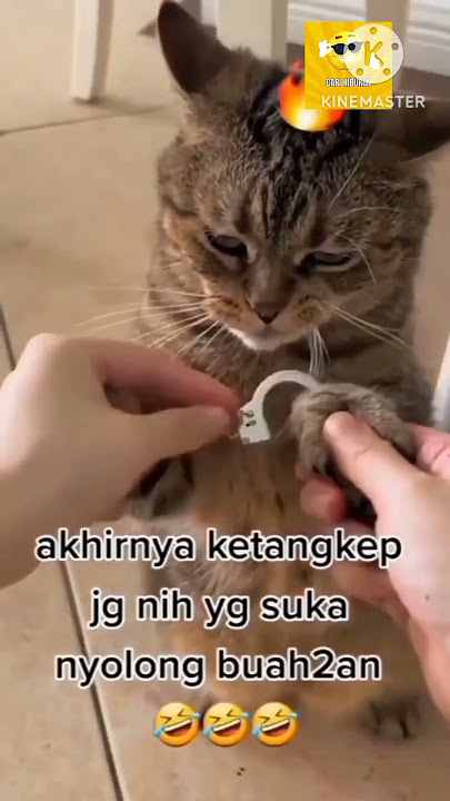 Video Kucing Lucu. Cari Hiburan #lucu #menghibur #kucinglucu