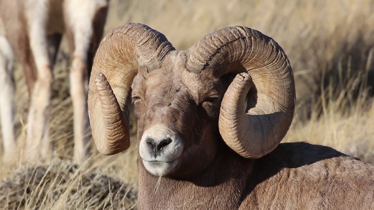 Wyoming's Super Tag Raffle Hunting License Raffle YouTube