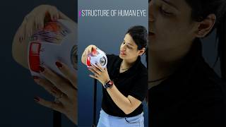 Structure of human eye 👁️ #learnwithmansi