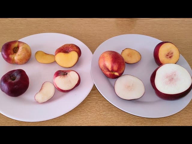 White Nectarines Taste