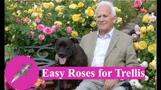 Easy Roses for Trellis