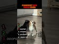Dogs vs  Cats This Ending Was Unexpected! 😱 #sho