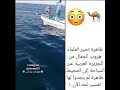 سبحان الله ظاهرة تحير العلماء جمال تهرب عبر البحر 