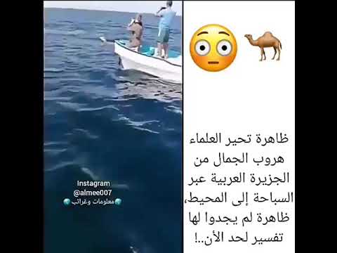 سبحان الله ظاهرة تحير العلماء جمال تهرب عبر البحر