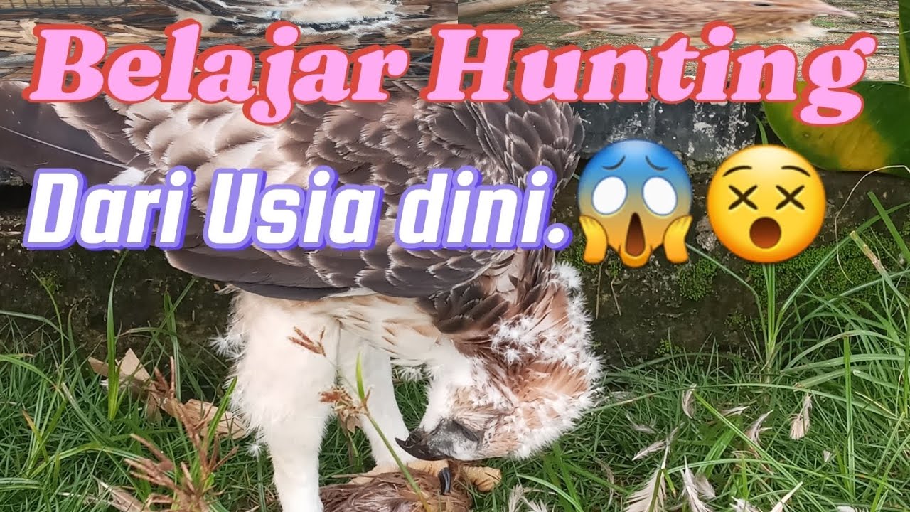 Membangkitkan Naluri Sang Predator(Elang)