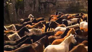CURRO DO FARO DE LACEIRAS.AVI