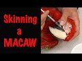 Parrot Taxidermy..How to skin a Bird for Taxidermy. Green winged macaw. Art of Taxidermy.