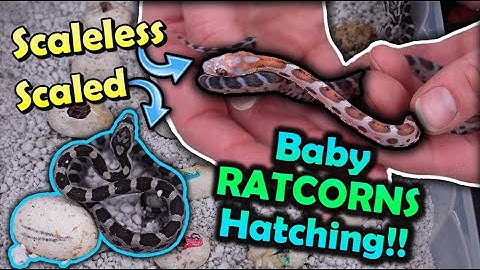 Baby Scaleless Snakes Hatching!!