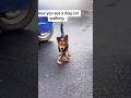 The Ultimate Doggy Strut: Confidence Level 100% 🐶💃🔥 #dog #funnyanimals #funny #pets