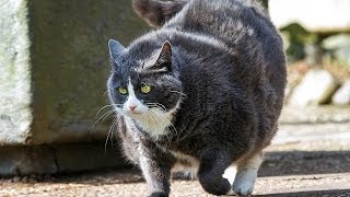 How to Help Your Cat Lose Weight | Cat Care