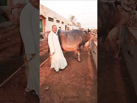 اسعار دبابات الجاموس اللحم مع تجار المنوفيه في سوق دمنهور