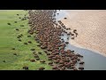 American Scientists Release Millions Of Bison Every Year And The Results Have Stunned The World