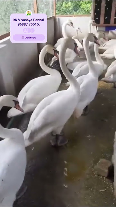 #swan #ducks #bird 9688775515