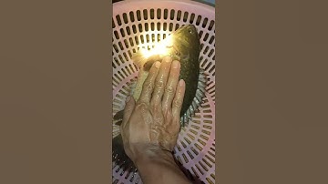 Mới thấy con cá rô như này