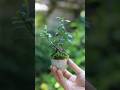 春の手入れ ツゲのおちょこ豆盆栽 #bonsai #庭作業 #盆栽 #ガーデニング