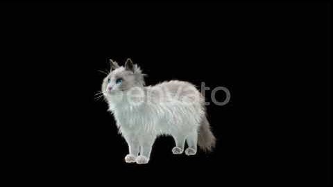 Cat | Motion Graphics - Envato elements