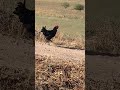 الديك الاسود برفقة زوجته في الحقل الكبير Black Cock With His Wife In The Big Field الديك الاسود برفقة زوجته في الحقل الكبير Black Cock With His Wife In The Big Field