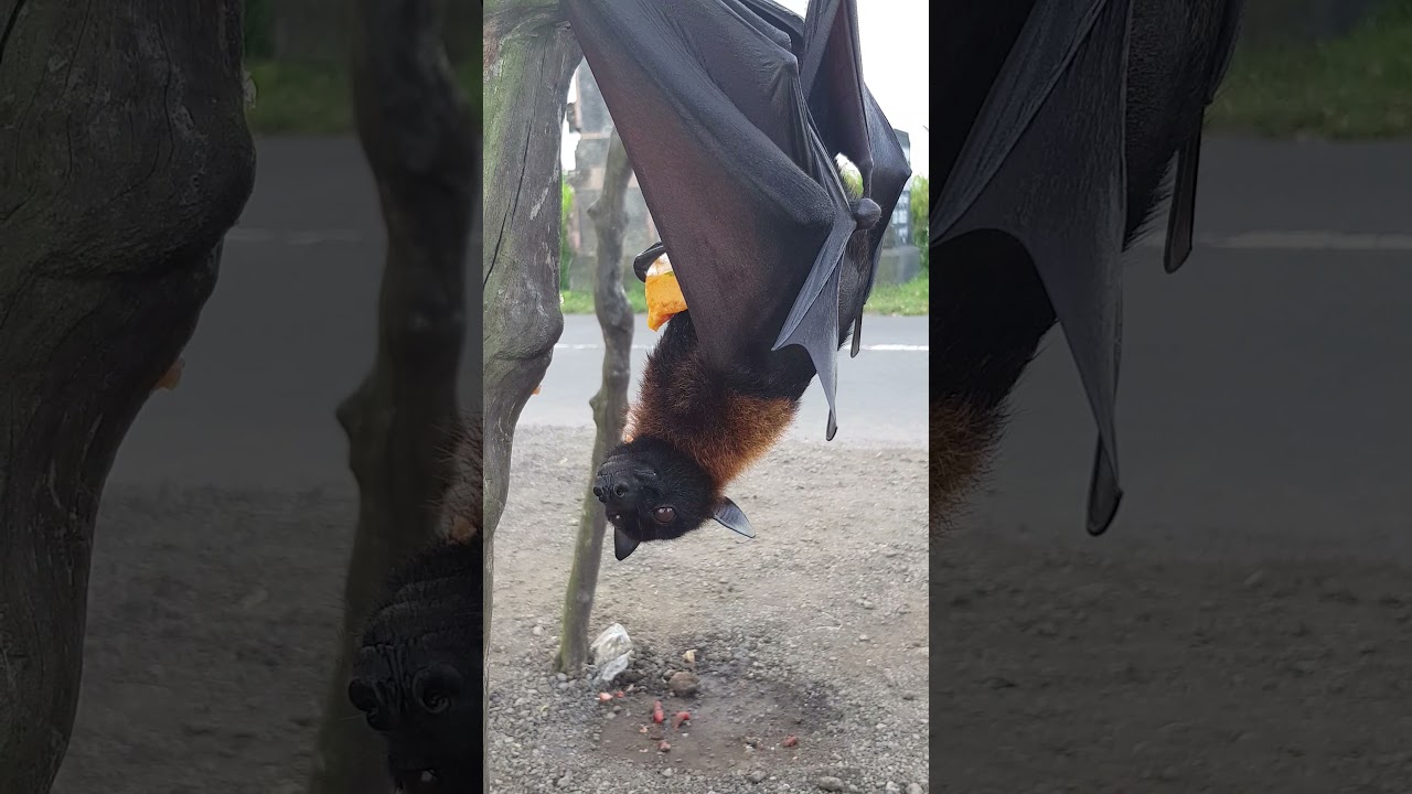 Flying Fox eating giant mango