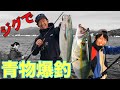 ショアジギングで青物爆釣！！本当に誰でも簡単に釣れます