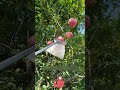 No more climbing! Telescopic fruit picker makes harvesting a breeze 🍎🪜✨