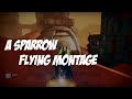 A sparrow flying montage