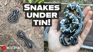Southeastern Snake Hunting! Beautiful Kingsnake, Copperhead, and more Under Tin!