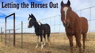 Letting the Horses Out by Chick-a-Woof Ranch 2,061 views 5 years ago 5 minutes, 4 seconds