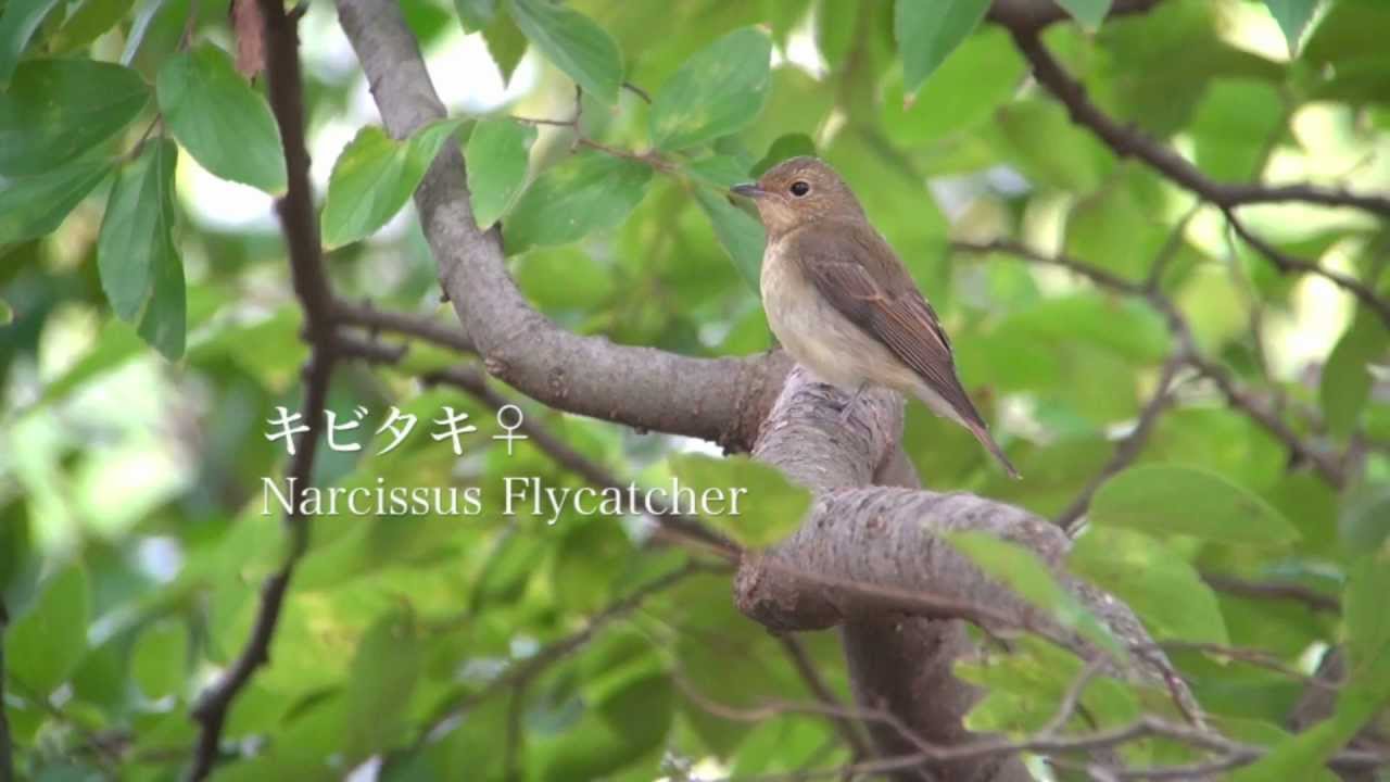 野鳥撮影・ キビタキ♀ Narcissus Flycatcher 