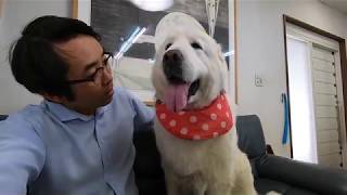 ルンルン視察にくる　Great Pyrenees　グレートピレニーズ