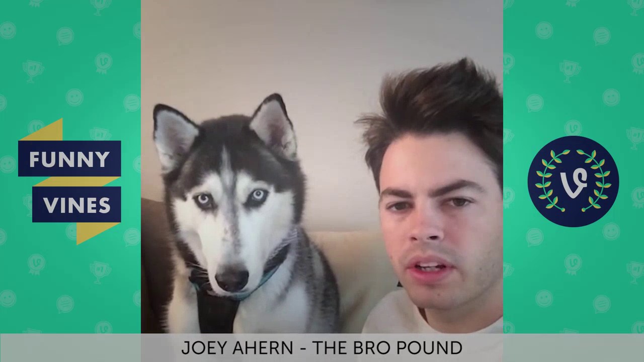 Funny Vines Animal Vines Compilation - Best Vines 2016