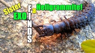 Sister EXO Finds a Hellgrammite!