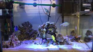 海水魚 60cm水槽#1