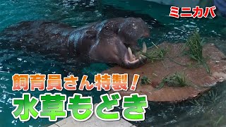 ミニカバのモトモト 水草もどきに大興奮！