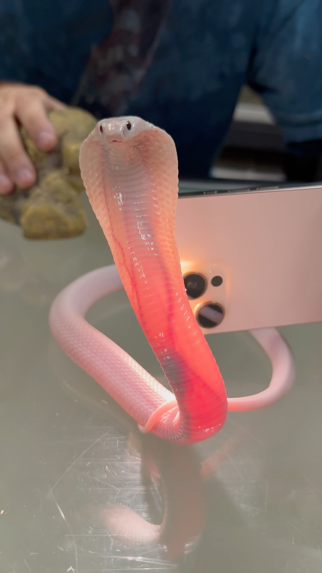 A COBRA MADE OF GLASS?! 🐍🔥 #AI #shorts #ytshorts #cobra