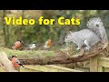 Videos for Cats to Watch ~ Squirrels and Birds in Wonderland