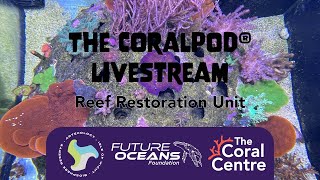 CoralPod® 24/7 livestream from Coral HQ