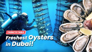 Dubai's Freshest Oysters  Tide To Table