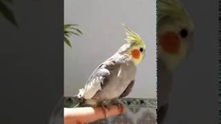 cockatiel-Calopssite-coco dancing on happy by farrell Williams.رقص طائر الكوكتيل