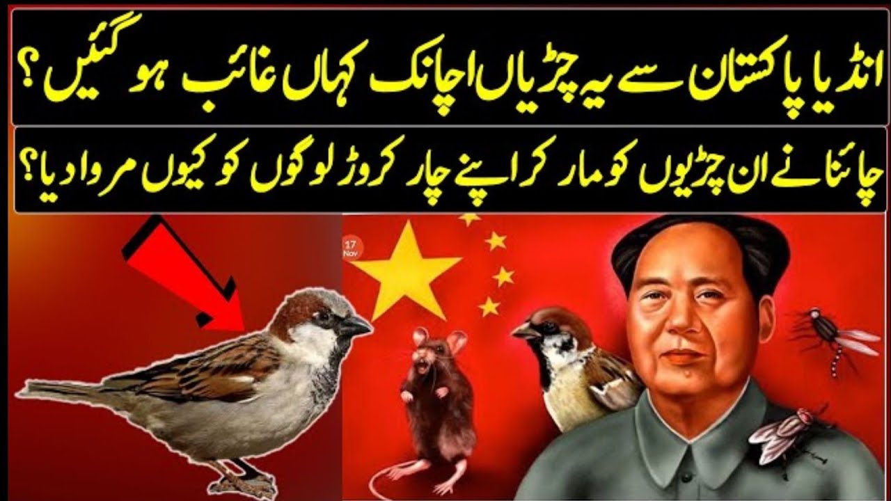 Why These Home Sparrows Disappeared In India Pakistan? | Urdu /