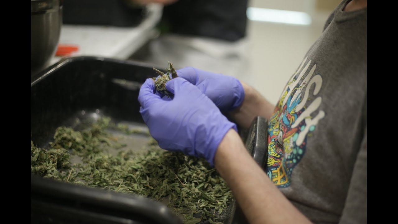 Understanding the Cannabis Plant Life Cycle w/ Nigel Despinasse | SMART Webinar | StudentMMJ