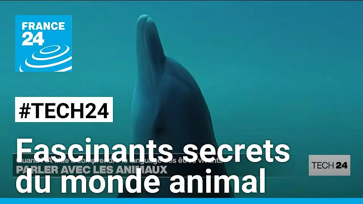 Intelligence artificielle : les animaux ont-ils un langage ? • FRANCE 24