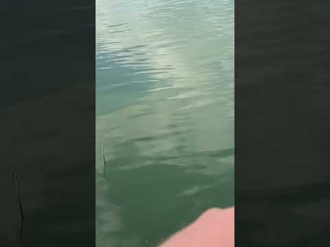 #15 #мормышинг | Подлещик на мормышку |