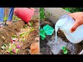 Kitchen Waste to Garden GOLD! Transform Your Soil with These Easy Tips