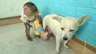 Best Compilation videos - Baby monkey Su, KuKu, MiMi, Puppy and Mother Dog