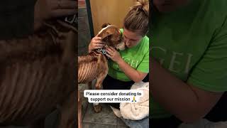 🚨𝐔𝐑𝐆𝐄𝐍𝐓 𝐃𝐎𝐍𝐀𝐓𝐈𝐎𝐍𝐒 𝐍𝐄𝐄𝐃𝐄𝐃 𝐓𝐎 OUR  𝐑𝐄𝐒𝐂𝐔𝐄🐾 DONATE THROUGH OUR PAYPAL