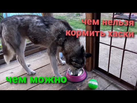 Видео: О собаках Chipoo