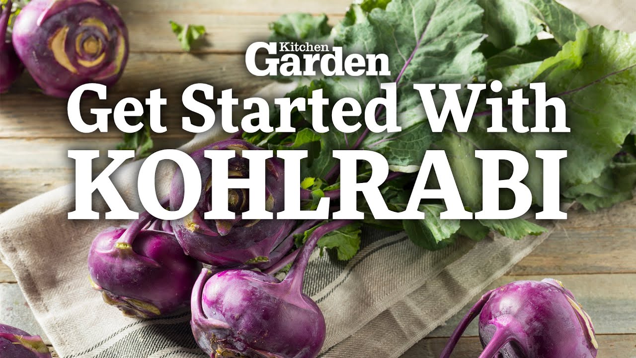How to Get Started Growing Kohlrabi Sowing Kohlrabi YouTube