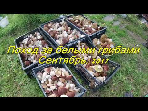 О походе за белыми грибами) 40 кг на четверых.