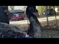 Emu Drumming