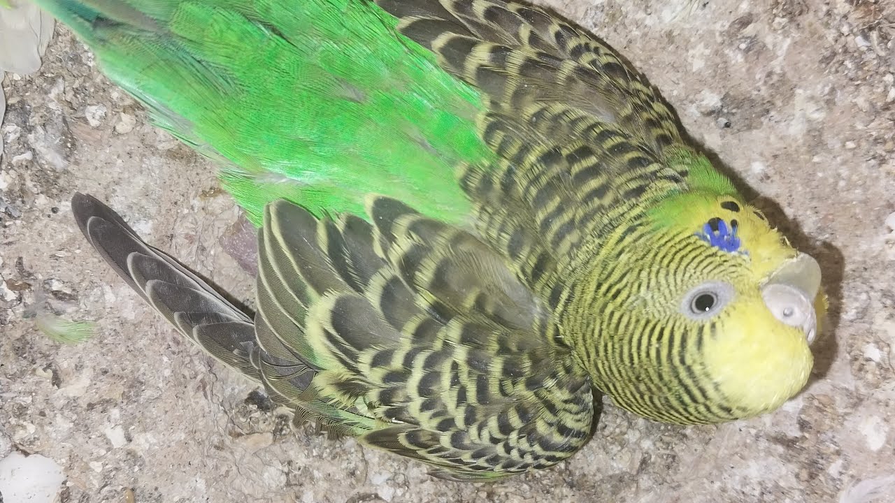 Parrot Baby World  03.03.2026